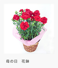 母の日 花鉢
