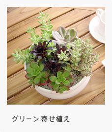 グリーン寄せ植え