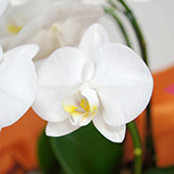 グリーンロード