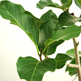 グリーンロード